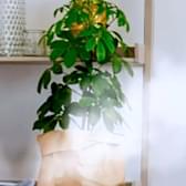 Почему увлажнитель воздуха важен для вашего дома?